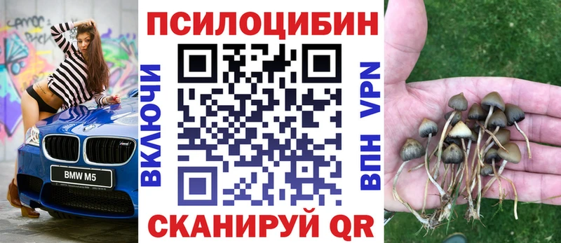 блэк спрут как зайти  Олонец  Псилоцибиновые грибы мицелий 